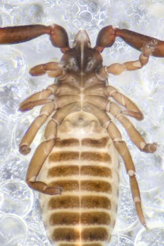 Dactylochelifer sp.